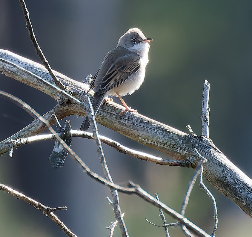 Broedvogelmonitoring Smalbroeken noord/Papenhoefsveld